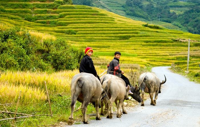 Sapa et Marché Bac Ha - 5 jours